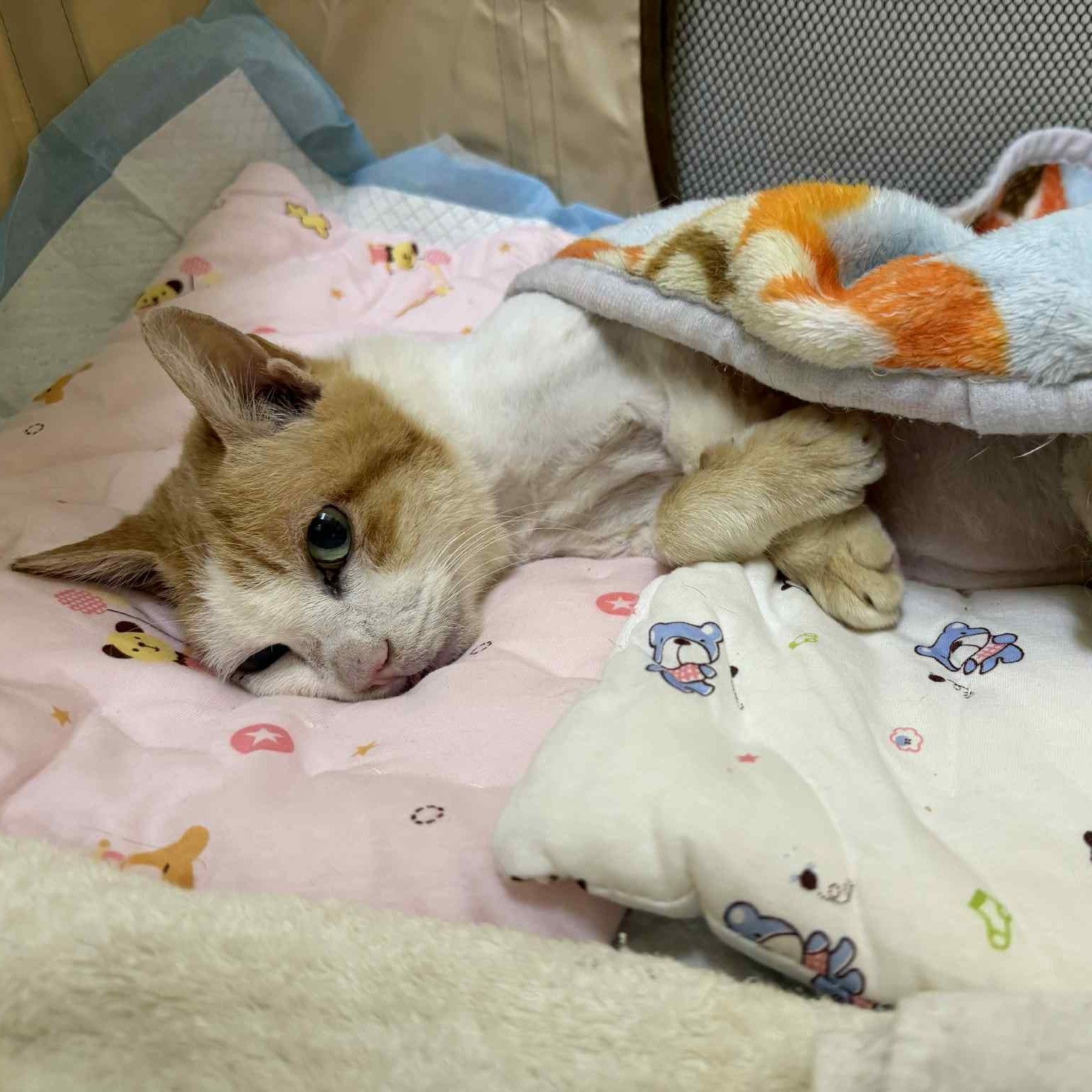 15歲街貓Lucky的安心晚年　北市TCCP計畫20年守護街貓生命