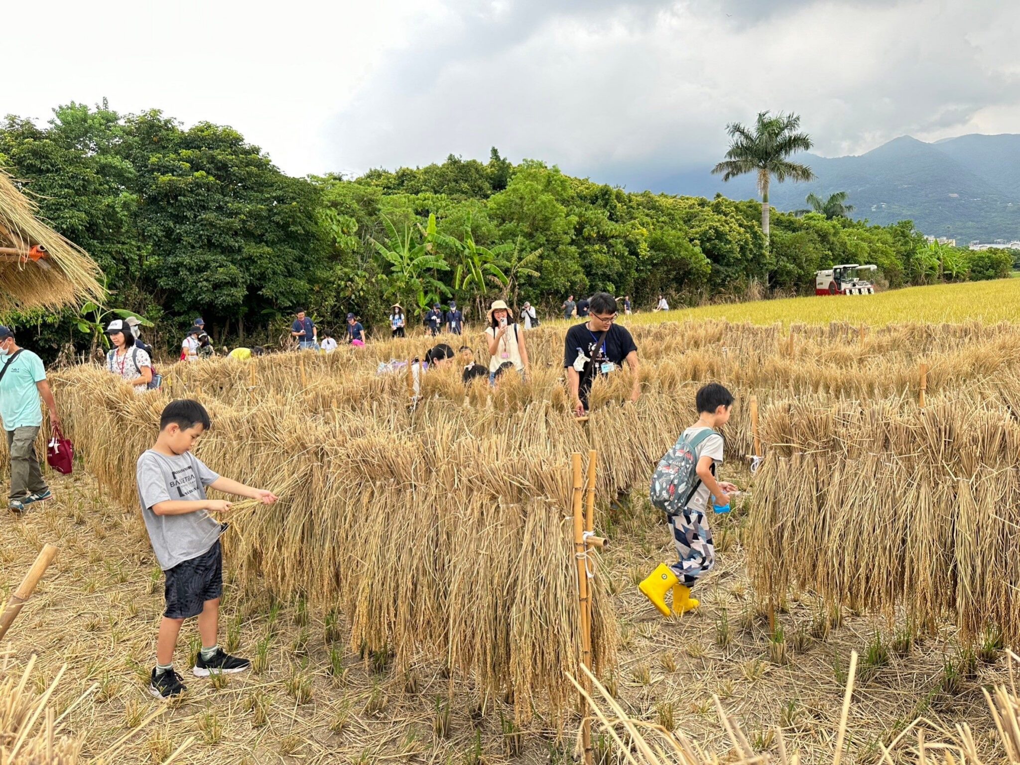 2025北投割稻趣！金色稻浪裡的幸福時光　7/7開放報名