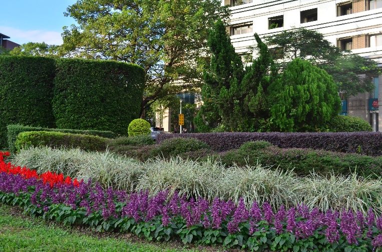 冬季就要暖色系　仁愛圓環周遭爆開火樣花卉