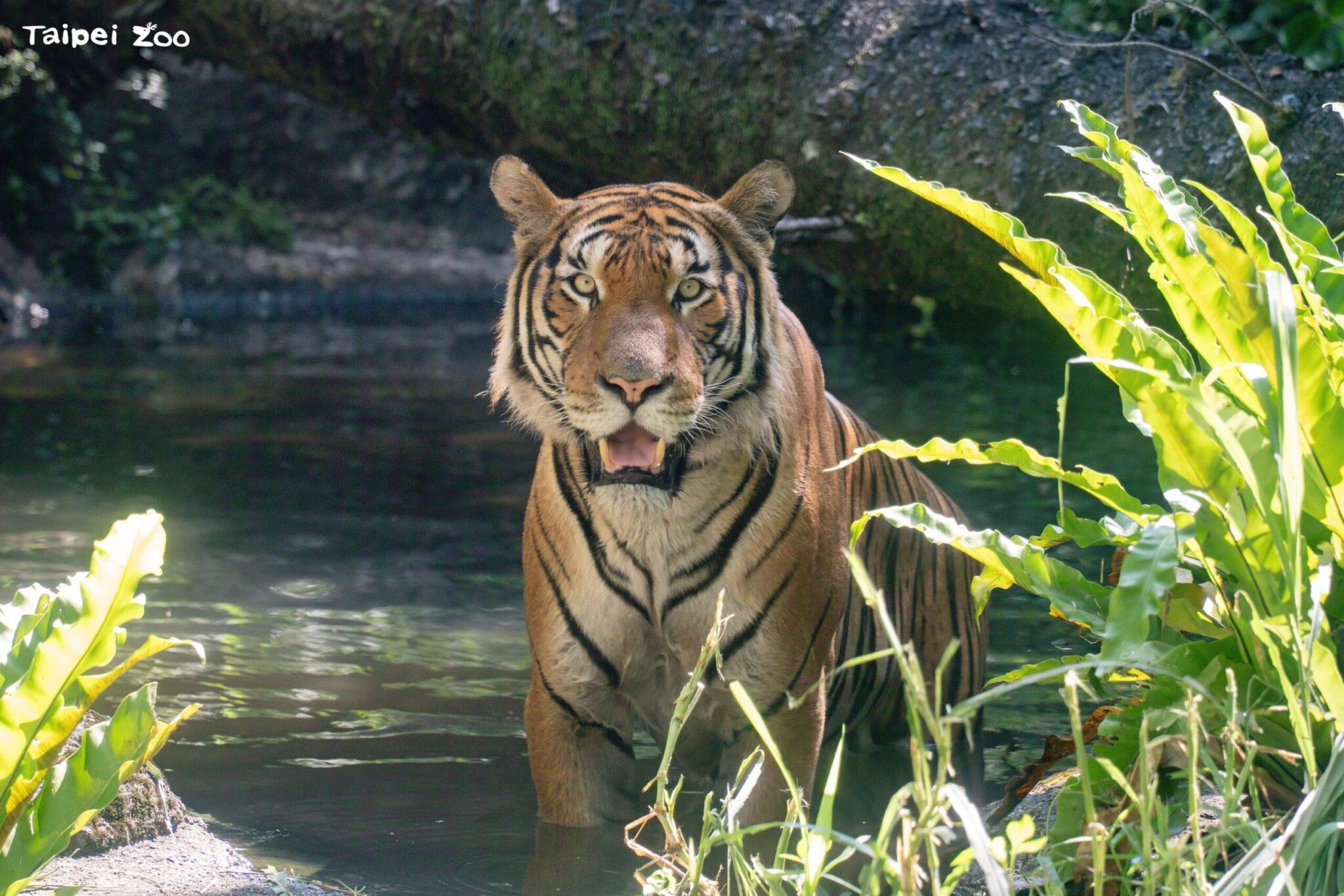 北市動物園新嬌客！新加坡馬來虎「Arhaa」檢疫期滿　熱帶雨林區亮相