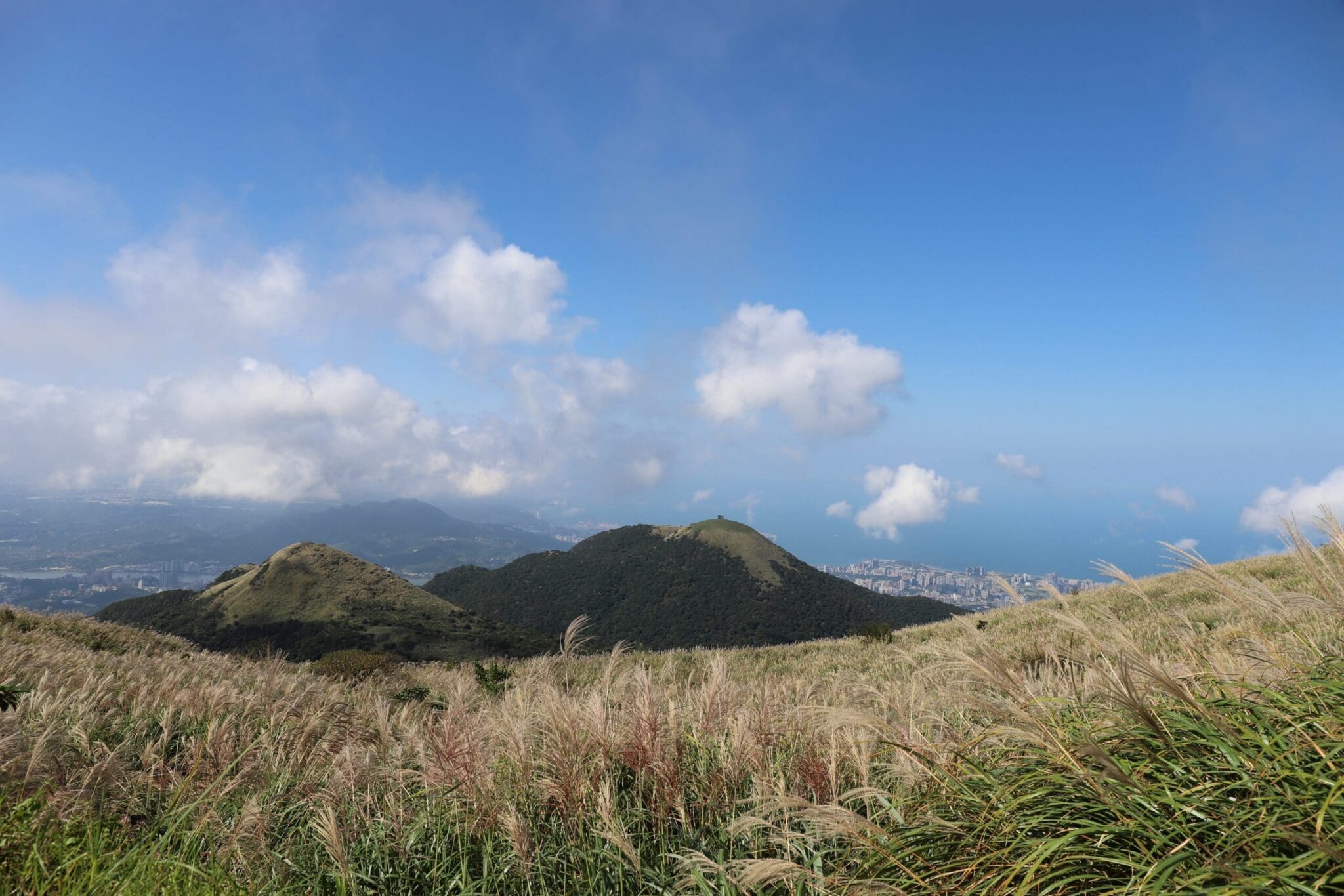 陽明山芒草季登場　沿著「臺北大縱走」漫遊金色山林