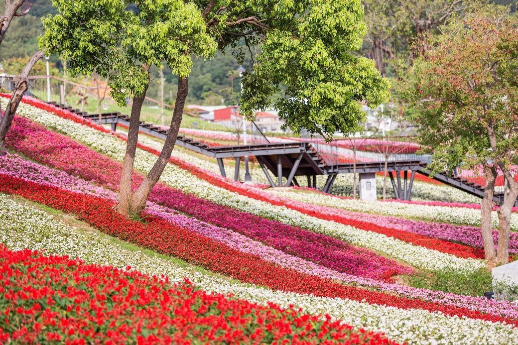 三層崎花海將登場　兩公園串聯打造更大更美賞花路線