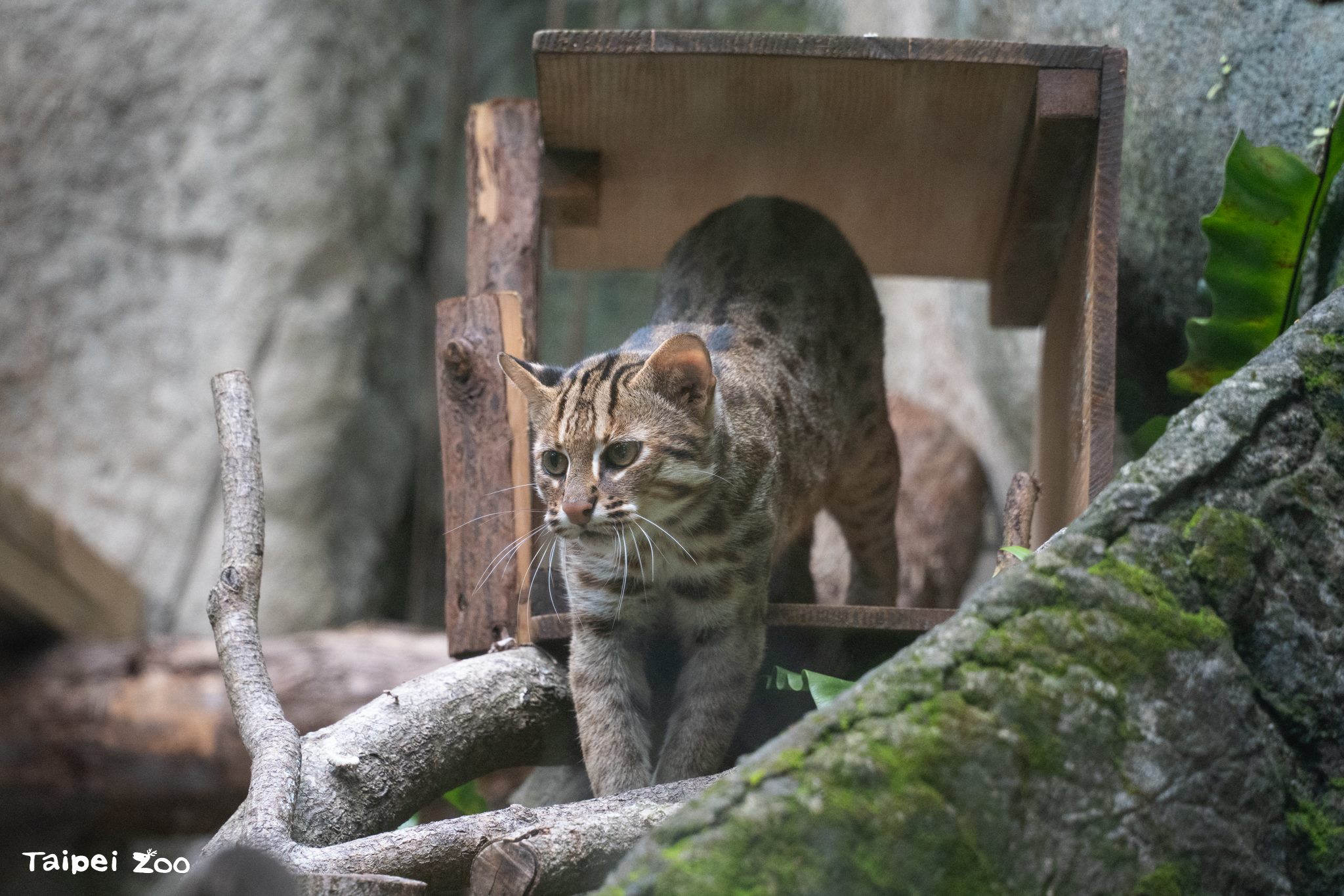 響應石虎日　北市動物園辦快閃、特映會守護台灣珍寶