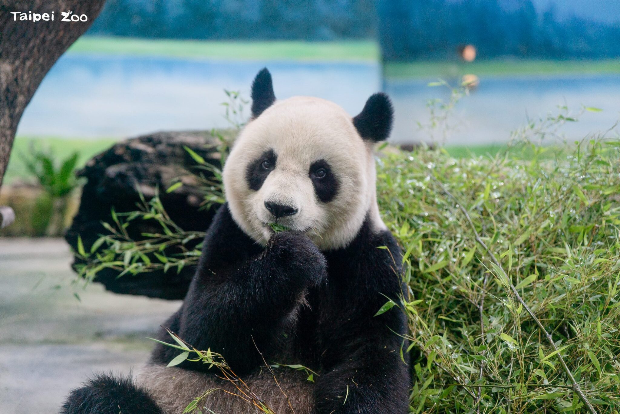 圓圓健檢結果出爐！動物園證實：主要器官功能穩定正常