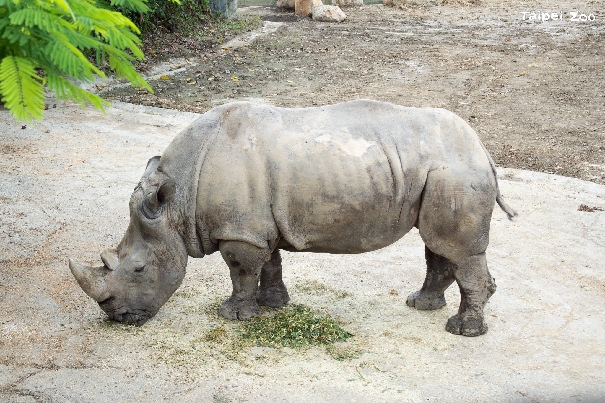 遊客通報白犀牛倒地　台北動物園38歲「犀慧」搶救不治