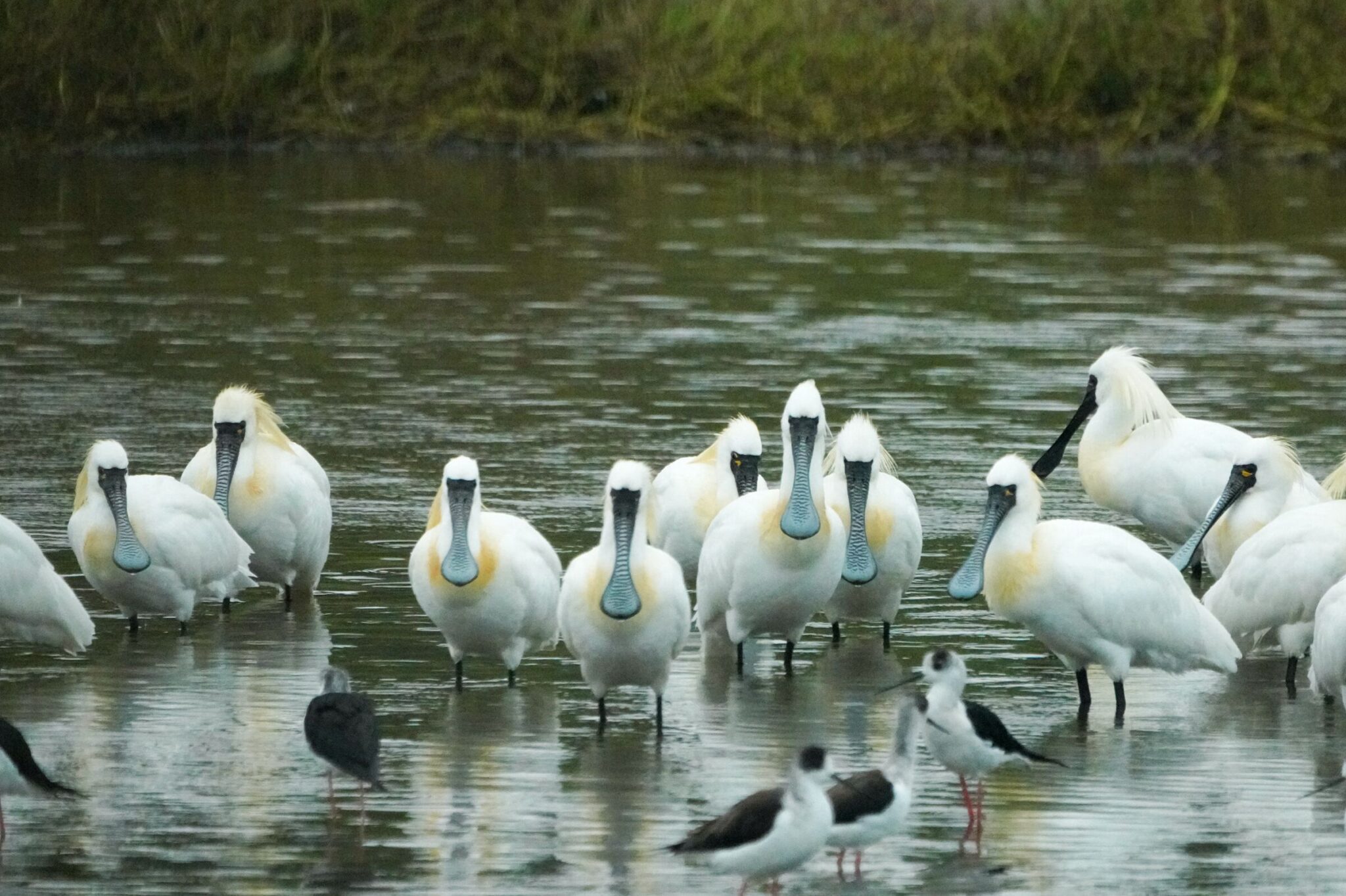 黑面琵鷺等香山濕地