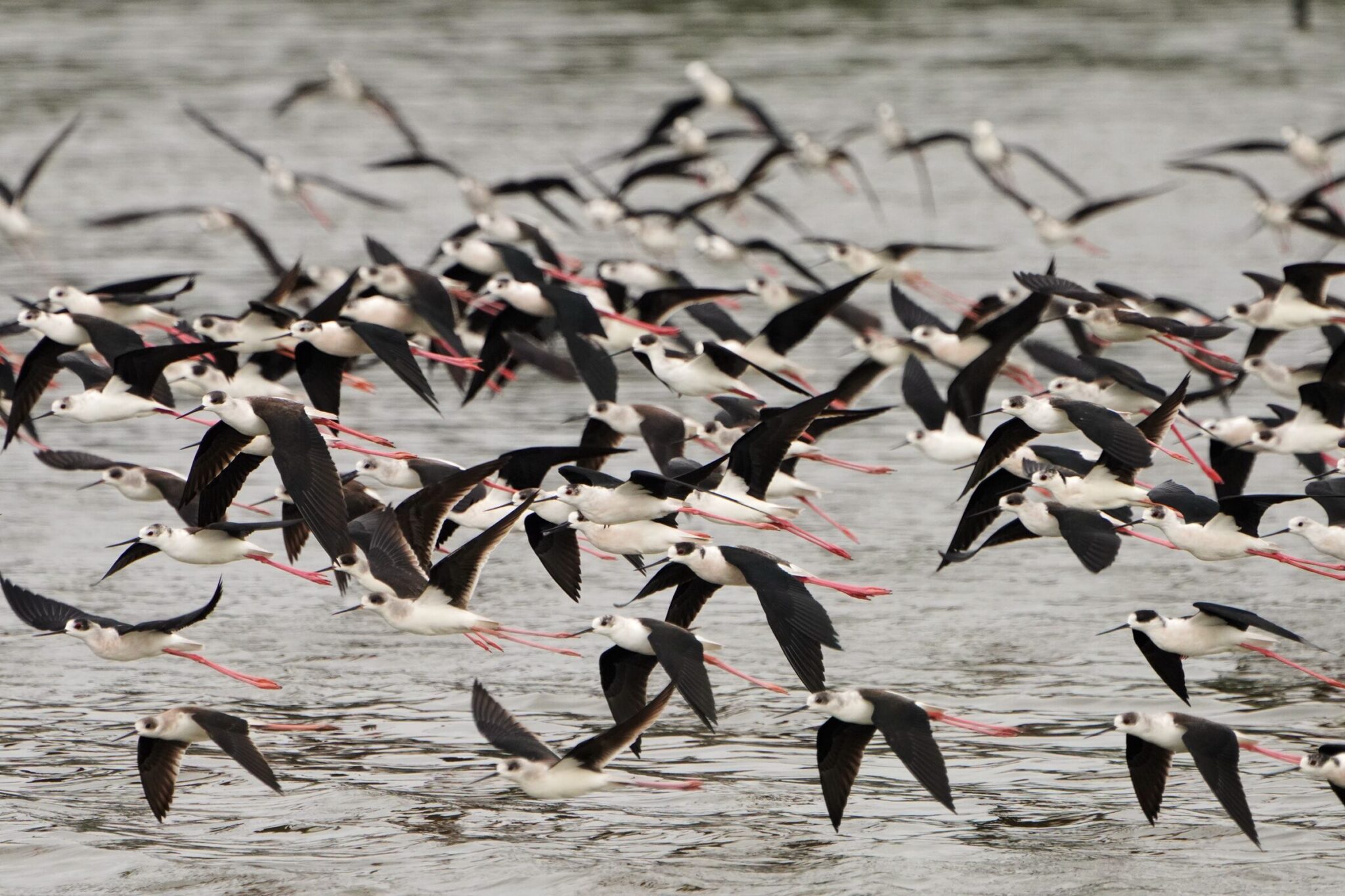 春天賞鳥季來臨 黑面琵鷺現蹤香山濕地