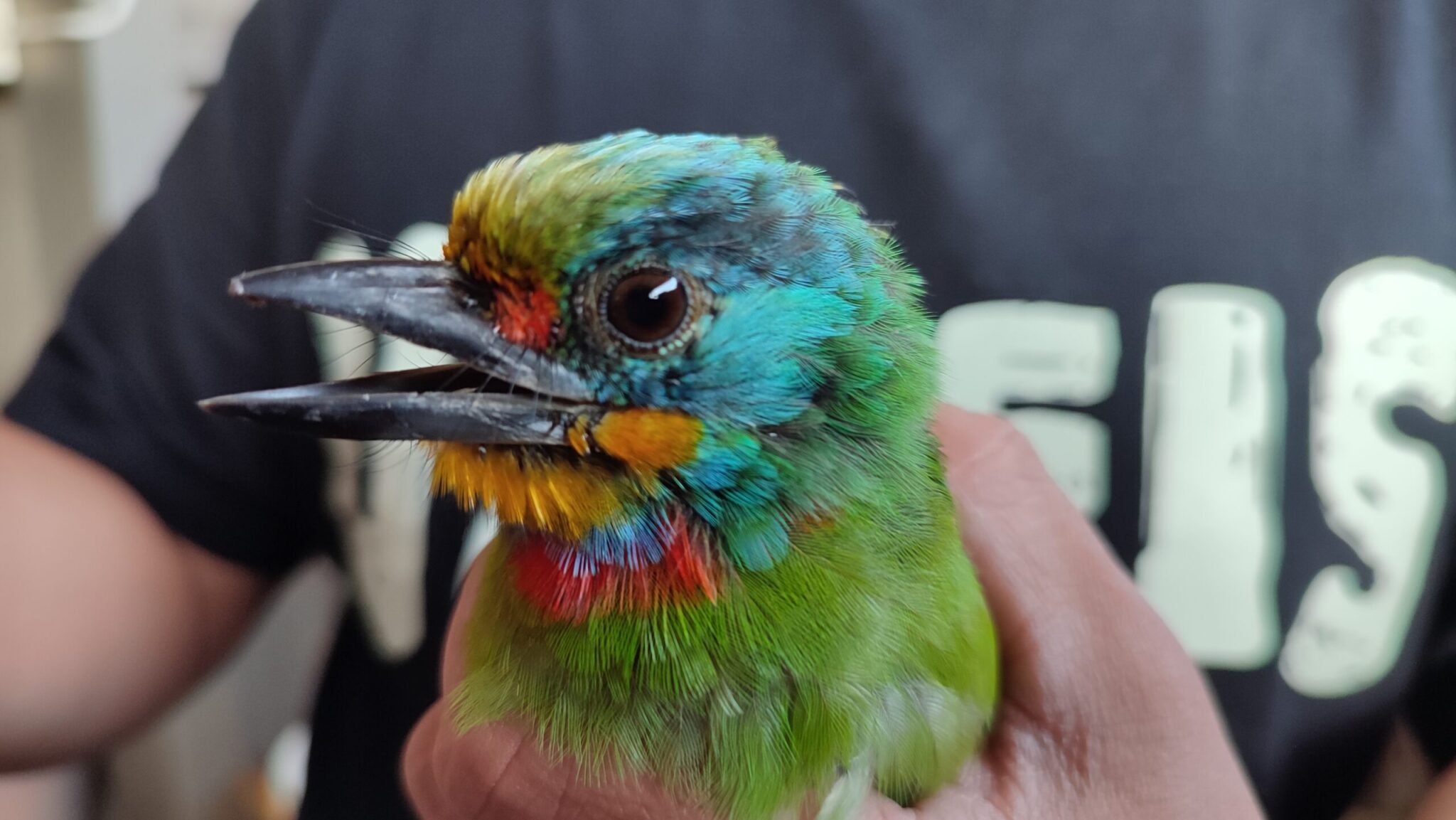 閣樓上的小精靈　新北動保處協助找出1隻可愛的五色鳥