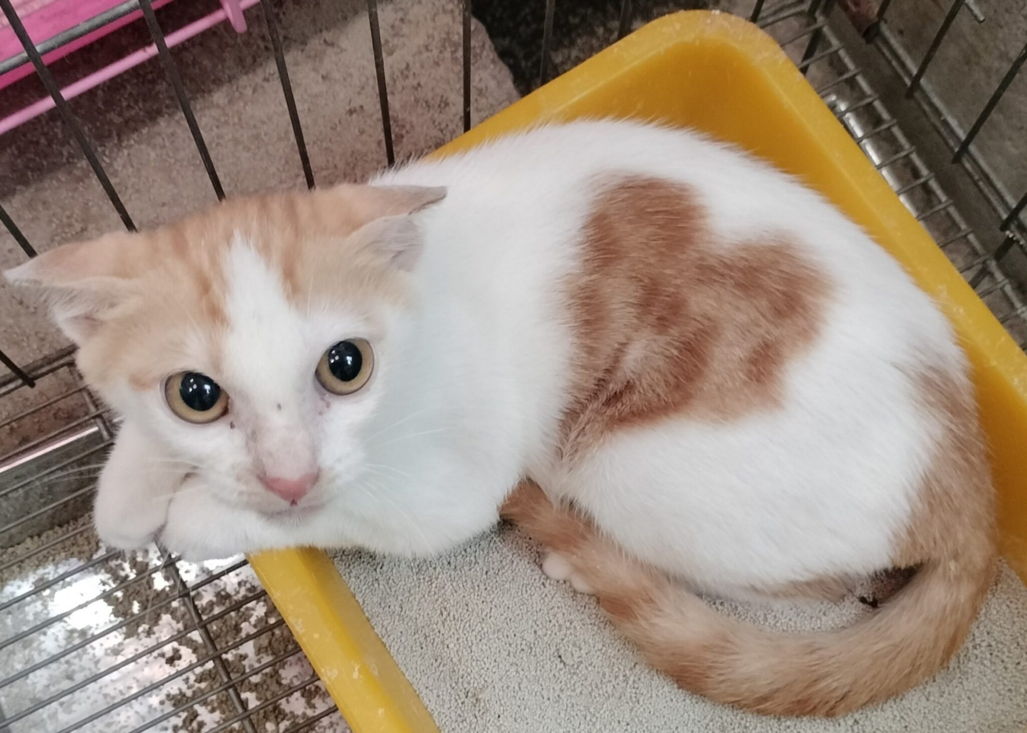 新北動保處最萌大使「愛心印記貓」 情人節前找到新家 寫下浪漫篇章 新北動保處最萌大使「愛心印記貓」 情人節前找到新家 寫下浪漫篇章