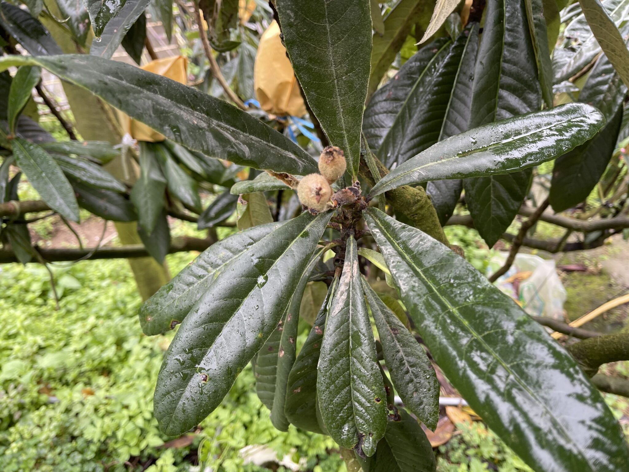 中市枇杷113年康芮颱風遲發性災損 3月6日前受理申請現金救助 中市枇杷113年康芮颱風遲發性災損 3月6日前受理申請現金救助