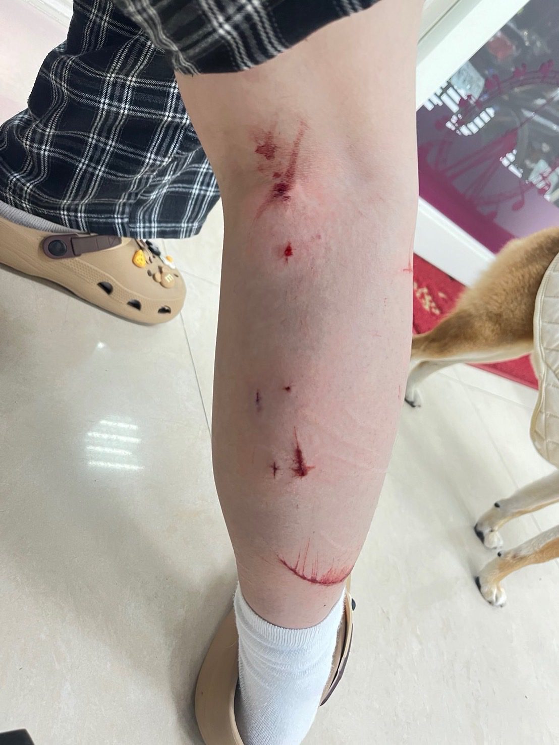 家貓領域遭狗狗入侵　尾隨攻擊狗主人 　新北動保處裁罰貓隻飼主3000元罰鍰