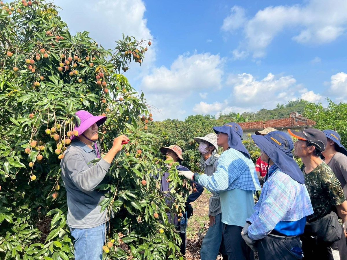 玉荷包產季倒數　專業培訓全力助攻