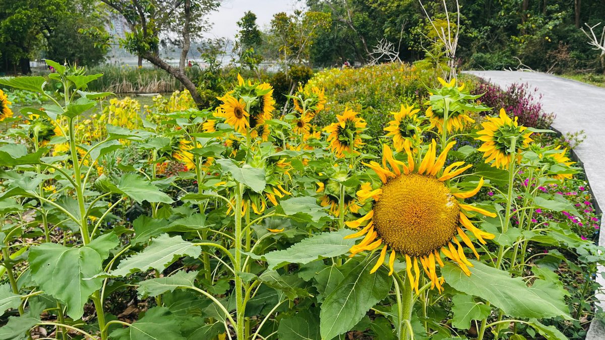 高雄澄清湖祕境探訪：澄清湖的綠色奇蹟──走進花與蝶的生態池樂園