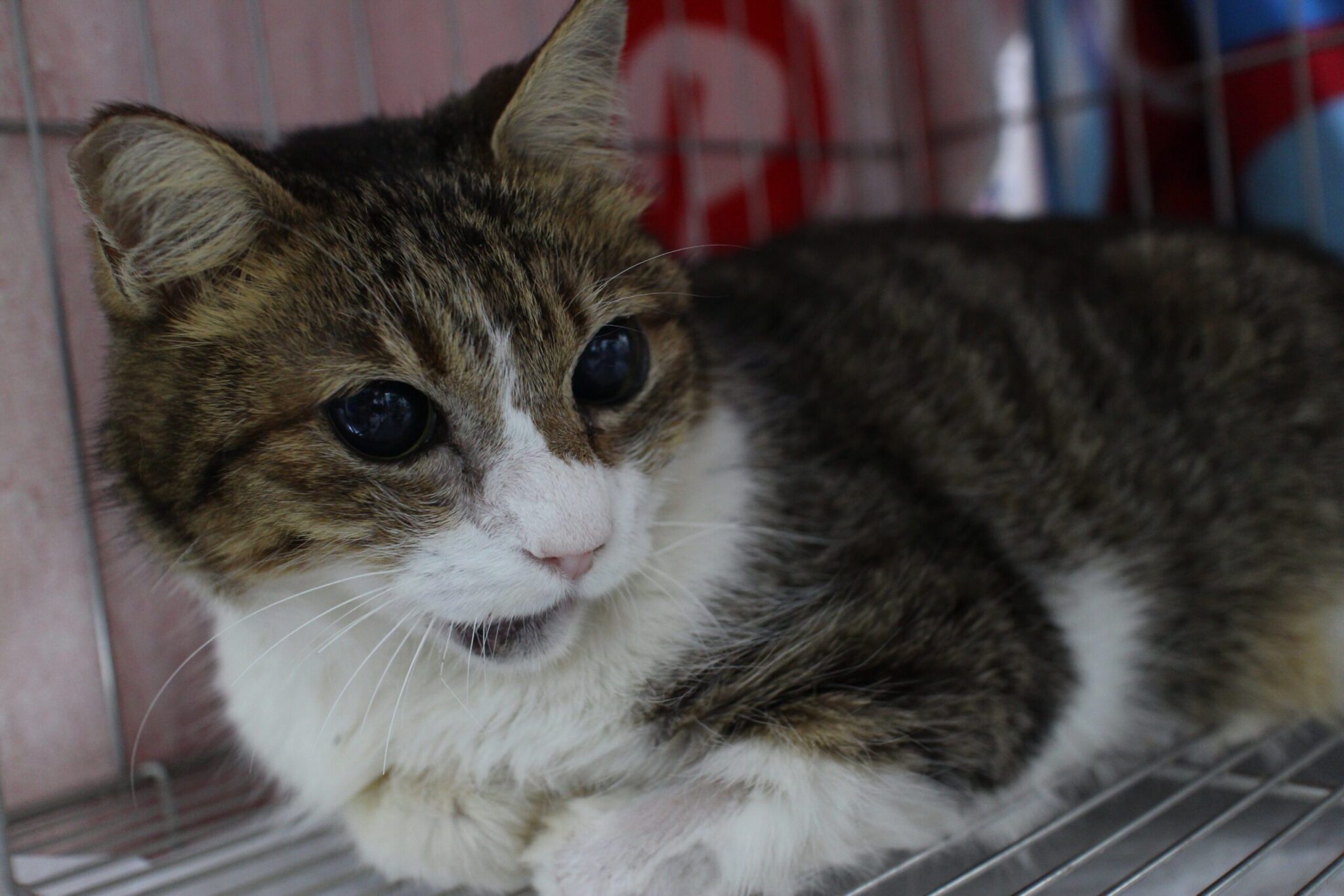 虎斑白貓車禍受傷下巴骨折 新北動保處手術治療 恢復良好要找新家 虎斑白貓車禍受傷下巴骨折 新北動保處手術治療 恢復良好要找新家