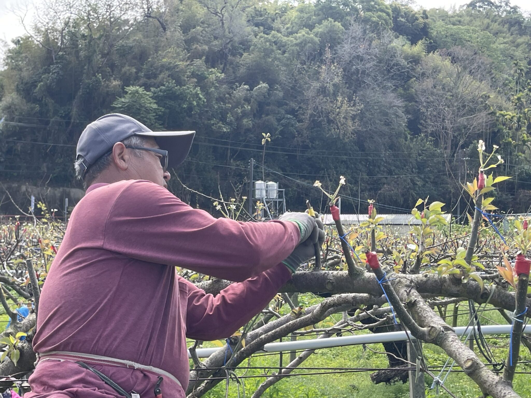 中市高接梨穗災損 3月17日前可申請現金救助 中市高接梨穗災損 3月17日前可申請現金救助