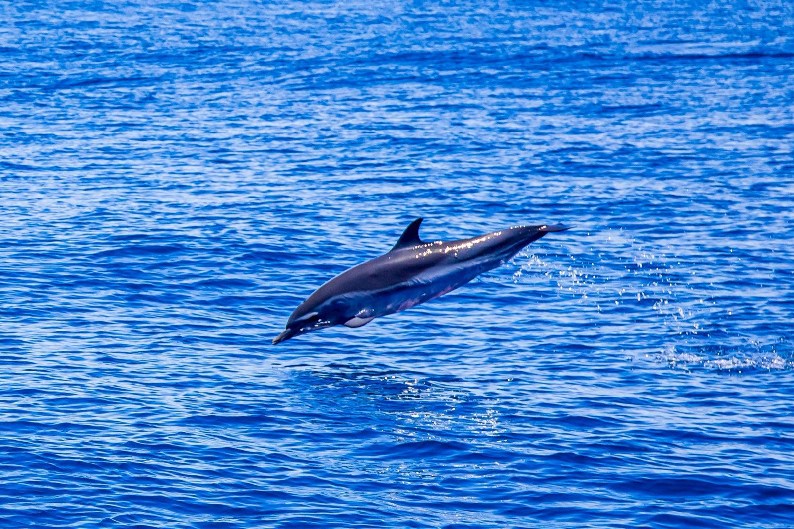 成功鎮公所推出運動旅遊觀光遊程　 串聯三仙台馬拉松 打造最美山海慢旅