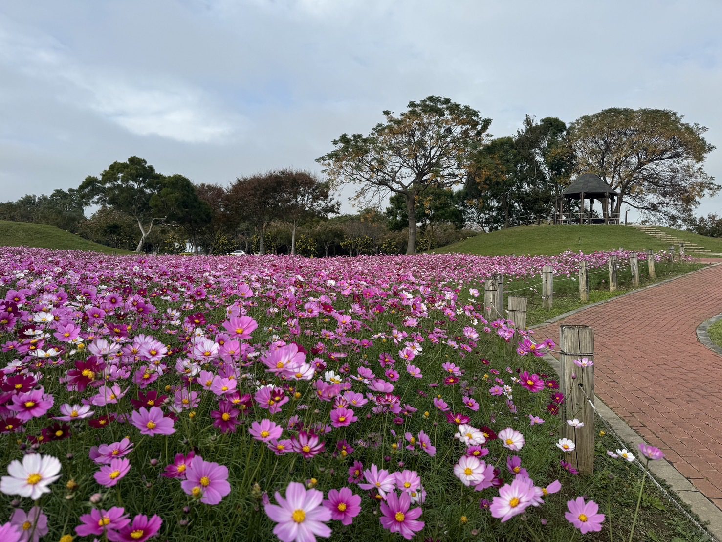 中市后里環保公園大波斯花朵盛開 　建設局：近郊賞花喜迎蛇年好去處！