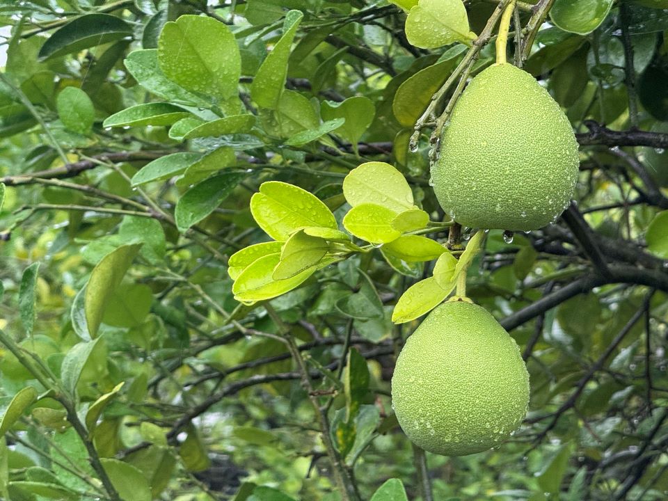 文旦香氣清雅  秋季最令人期待的清爽滋味