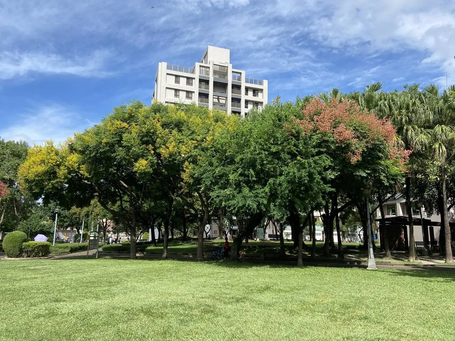 金黃欒花迎秋盛放　中市建設局邀市民共賞繽紛花景