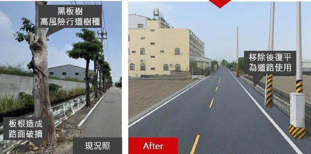 多年地方困擾終解決！　外埔區二崁路黑板樹移植完成 通行安全升級