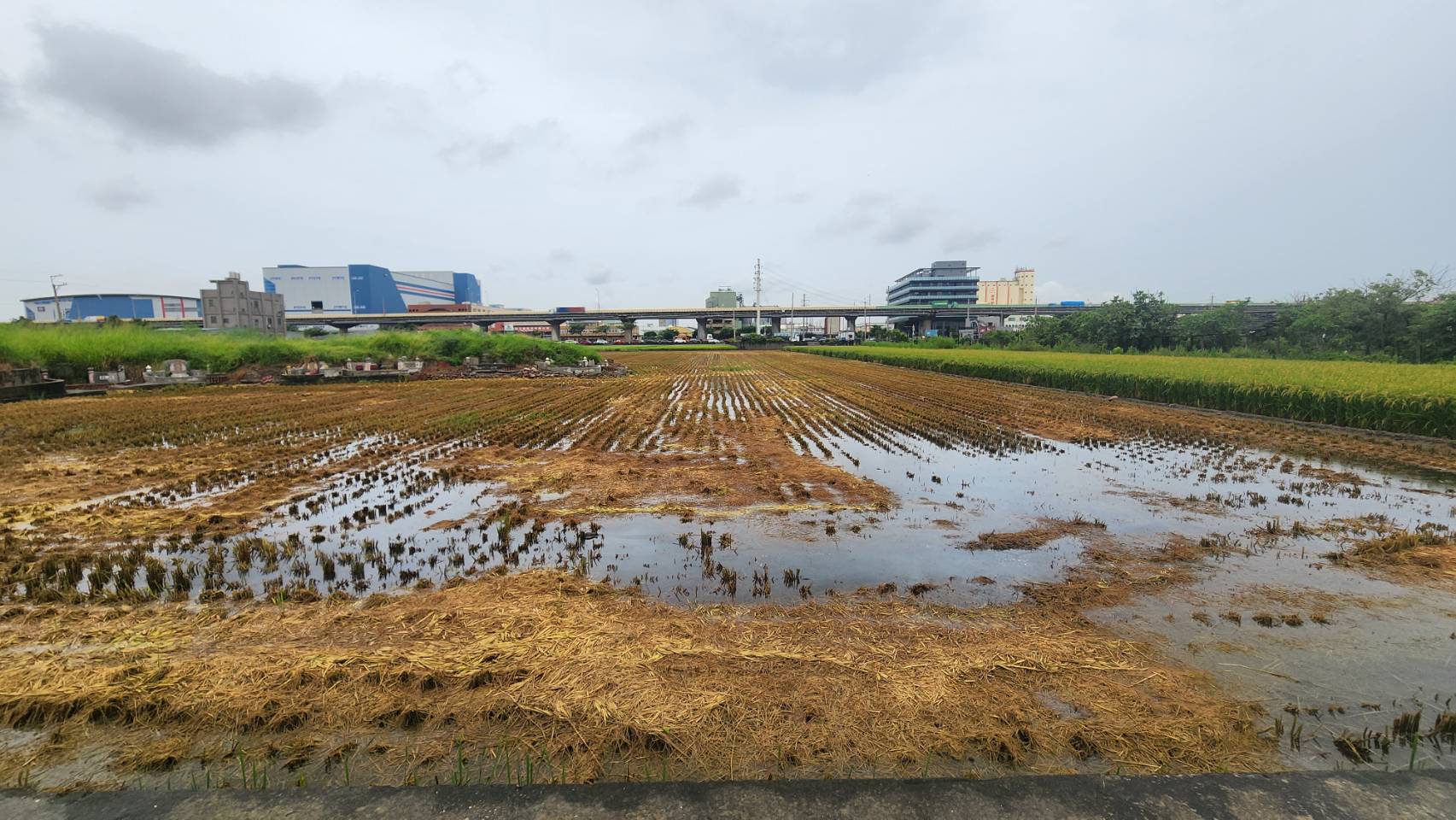 中市推稻草再利用計畫　12/5前受理今年2期作補助