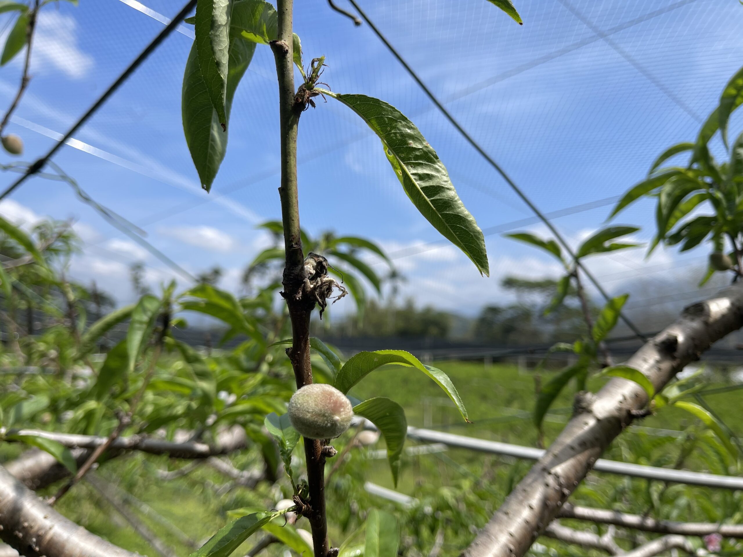 中市桃低溫災損　農業局提醒4/8前可申請現金救助