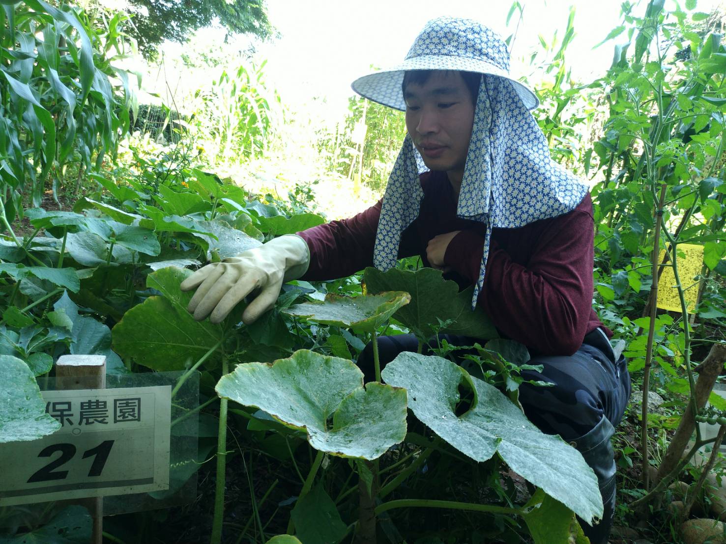 台中環保農園限時報名　30名市民免費享農趣5個月