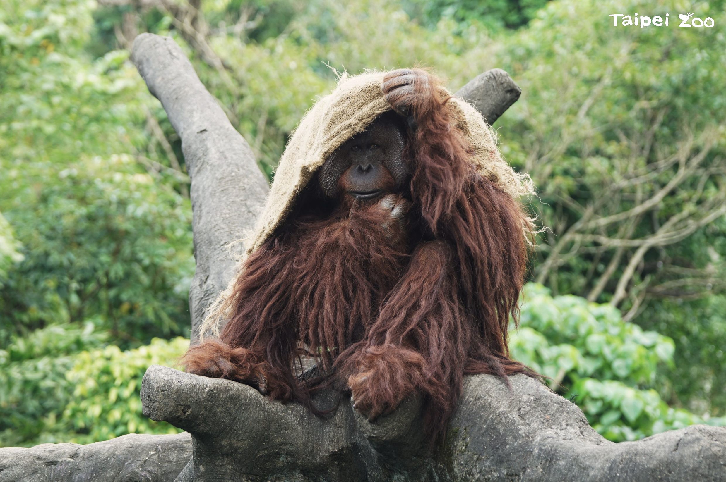 首波冷氣團來襲　臺北動物園備妥禦寒措施