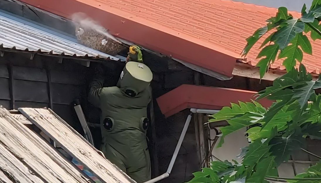 防範秋「蜂」危機！關山警分局即時除蜂 提醒民眾防蜂重於除蜂