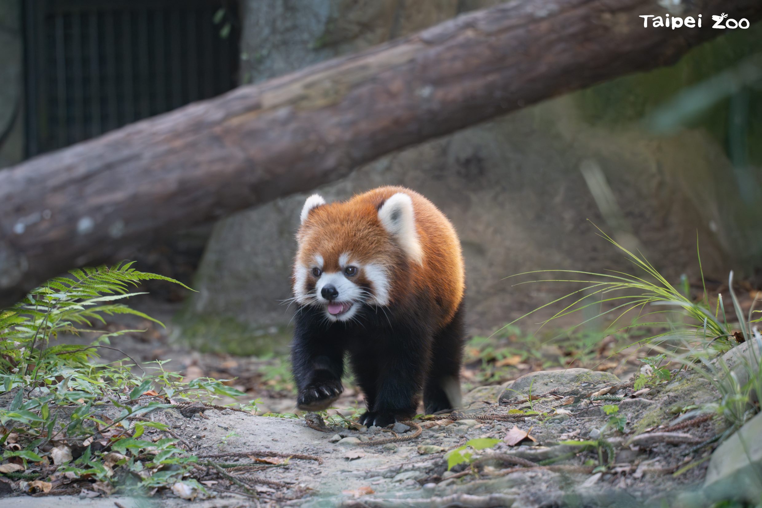 臺北上海雙城論壇　小貓熊黑腳企鵝動物交流有譜