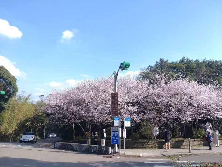 陽明山花季倒數計時　吉野櫻壓軸繽紛綻放