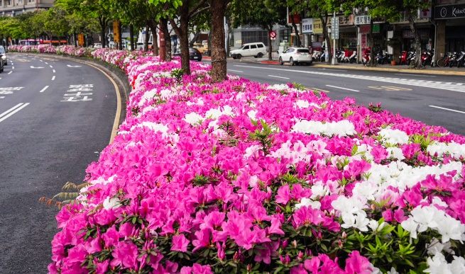 台北遍地杜鵑花　邀市民共享春日花海美景