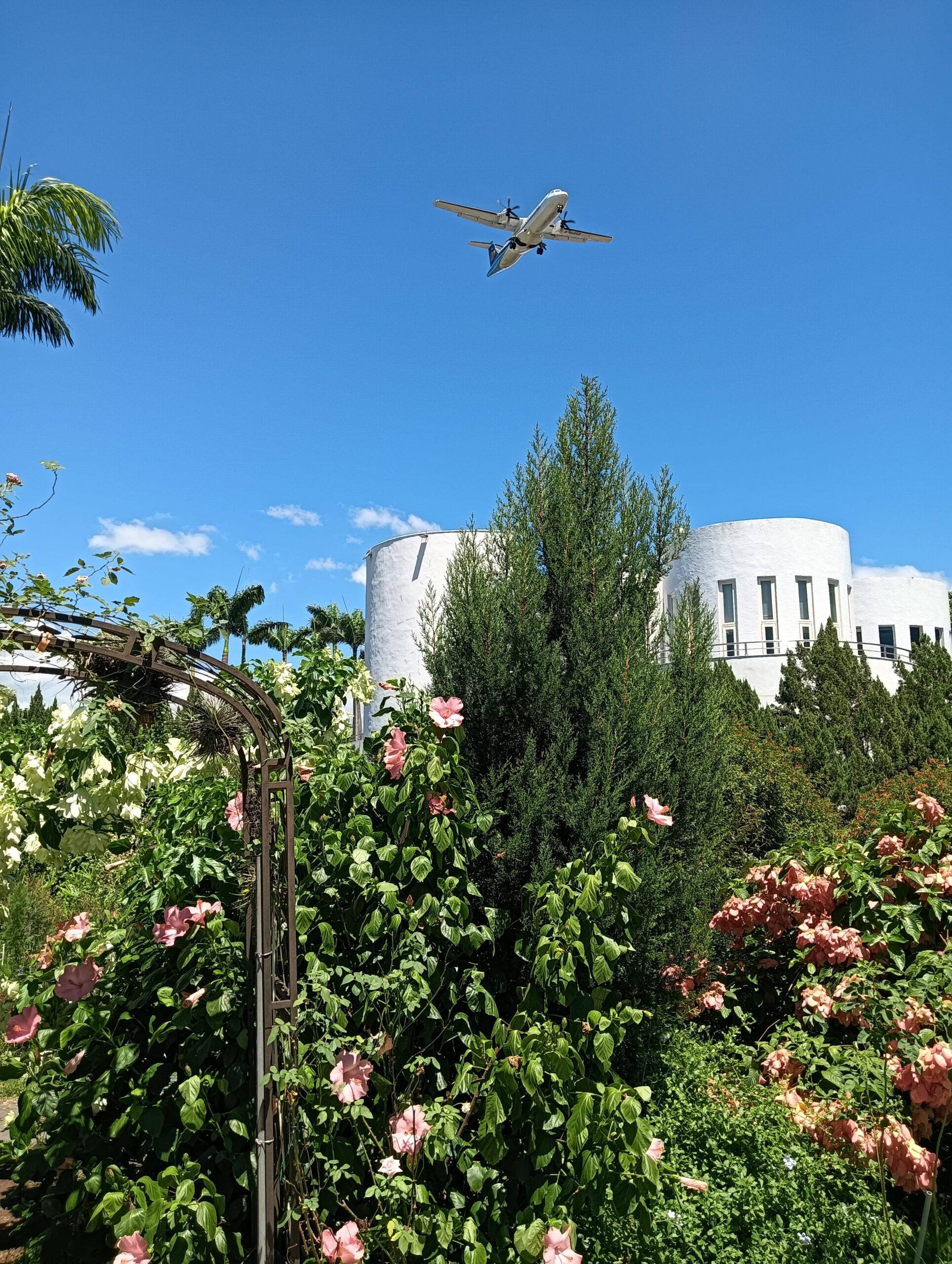 飛機越頂花香滿園　這個夏天新生公園超Chill