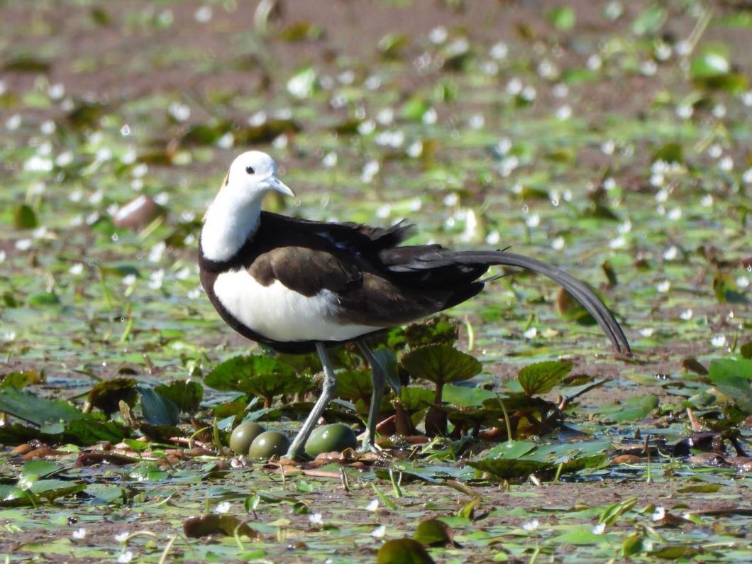 吃野蓮護生態  生態標章農產品「雉+野蓮」進軍全台通路