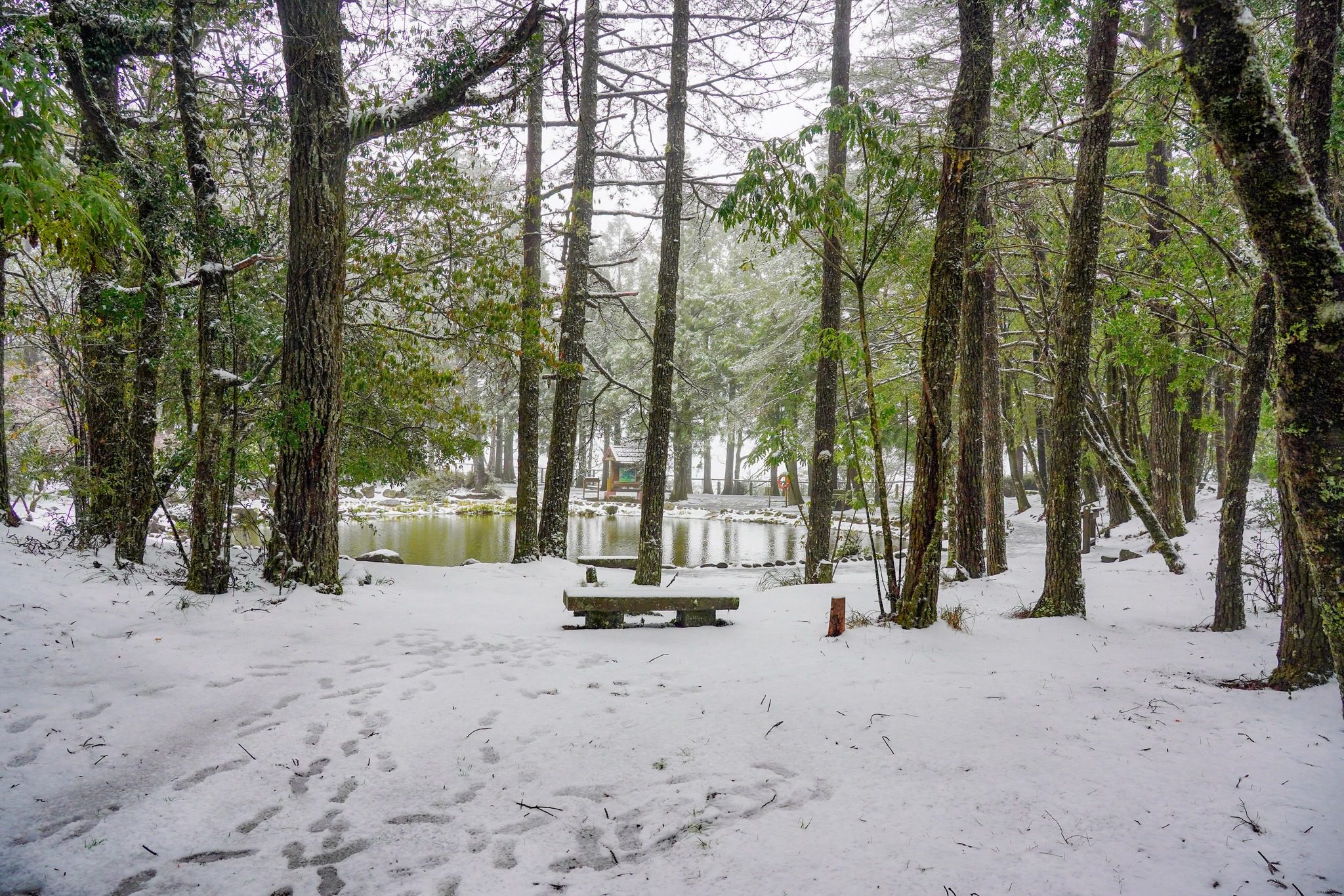 冬季暢遊梨山 在台中就能遇見雪國風景