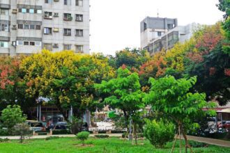 紅黃綠交織的自然饗宴！　中市邀市民共賞台灣欒樹秋季限定美景