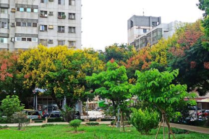 紅黃綠交織的自然饗宴！　中市邀市民共賞台灣欒樹秋季限定美景