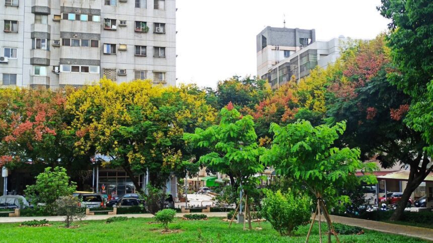 紅黃綠交織的自然饗宴！　中市邀市民共賞台灣欒樹秋季限定美景