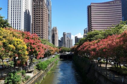 台灣欒樹金秋盛放！   中市再現絕美限時賞景不容錯過