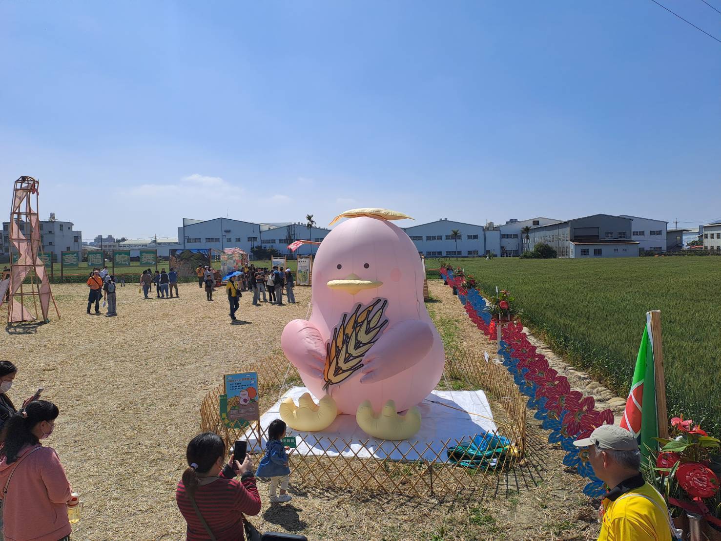 小麥產業文化節『浪麥隨蛇舞』登場 　中市農業局邀您來大雅體驗金色麥浪的威力