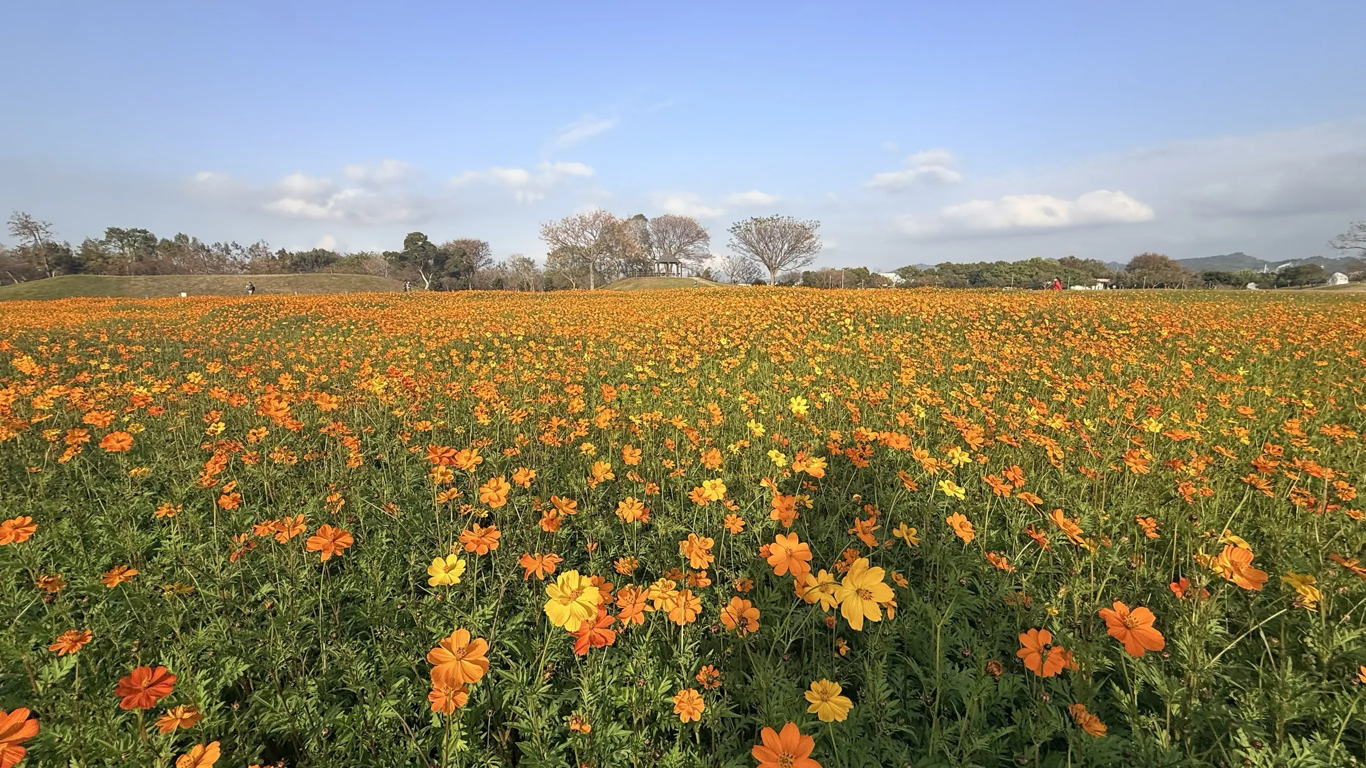 后里花田綠廊冬日花海開跑! 中市環保公園黃波斯、向日葵1、2月接力綻放 神秘嬌客「黑天鵝」即將現身 后里花田綠廊冬日花海開跑! 中市環保公園黃波斯、向日葵1、2月接力綻放 神秘嬌客「黑天鵝」即將現身