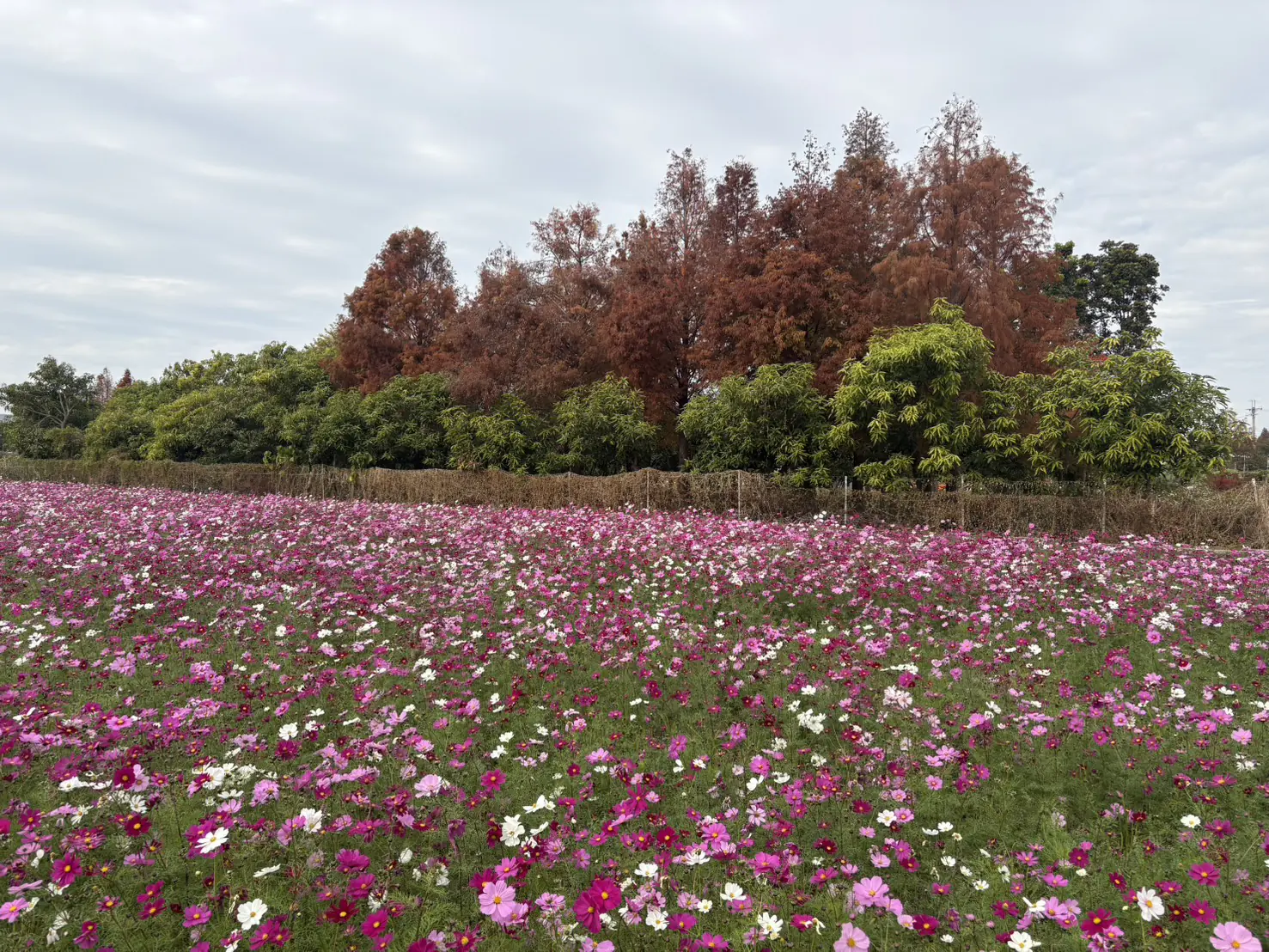 花開西屯迎新春　廣納幸福花海季浪漫登場