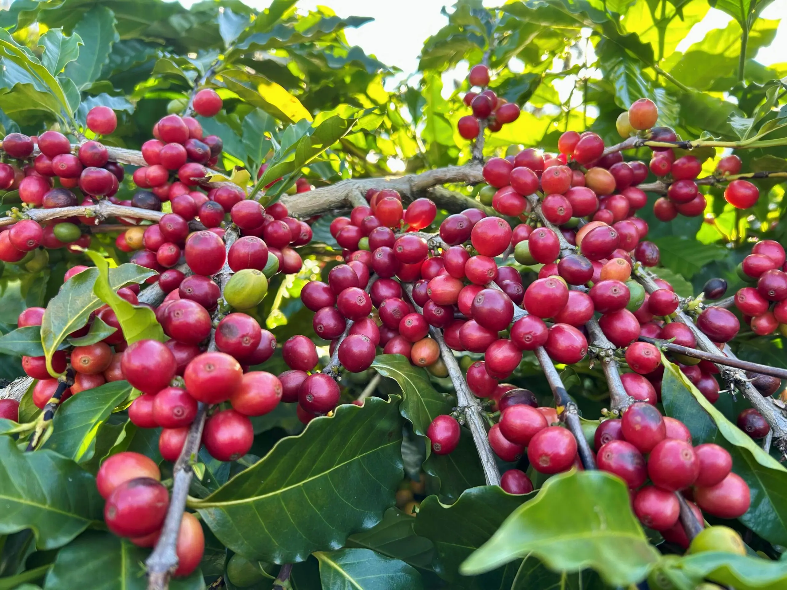 2026年臺灣咖啡新產季登場 品味屬於臺灣的島嶼風味 – 睿傳媒 Rightmedia