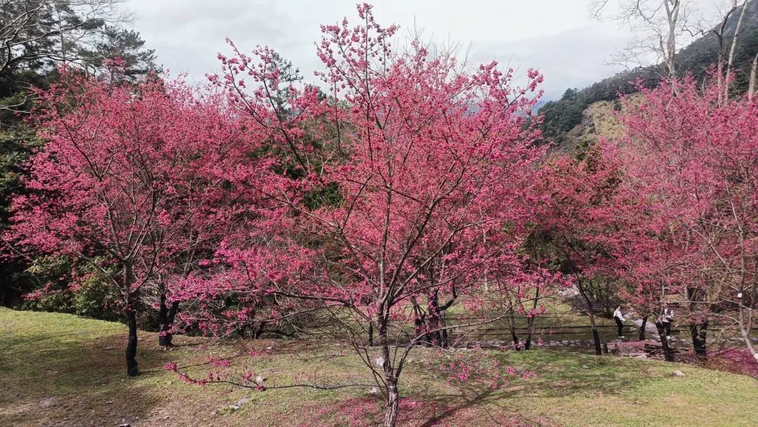 櫻花季與自然連結 「八仙山名泉」療癒旅程 – 睿傳媒 Rightmedia