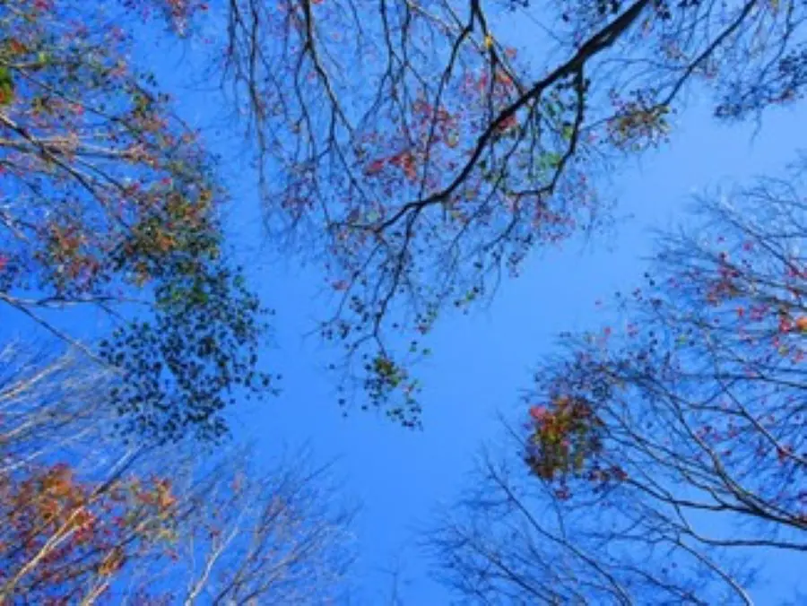 「滿月圓祈馬季」森林祈福籤陪伴迎接嶄新一年 – 睿傳媒 Rightmedia