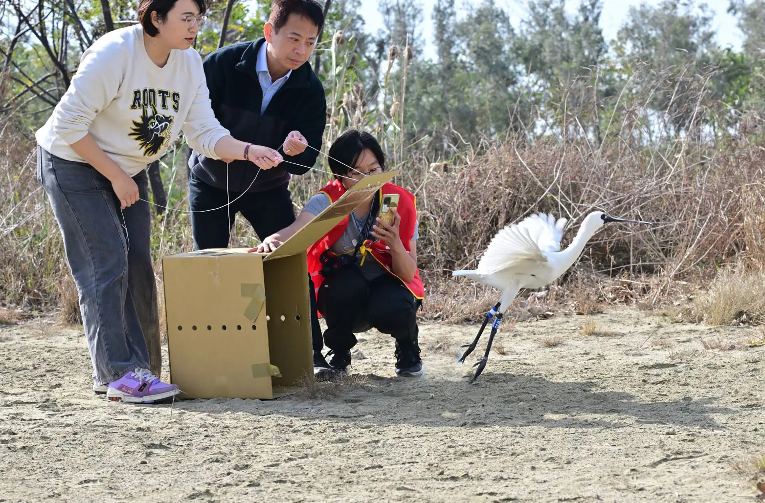 黑面琵鷺中毒獲救　嘉義縣跨單位救傷治療完成野放