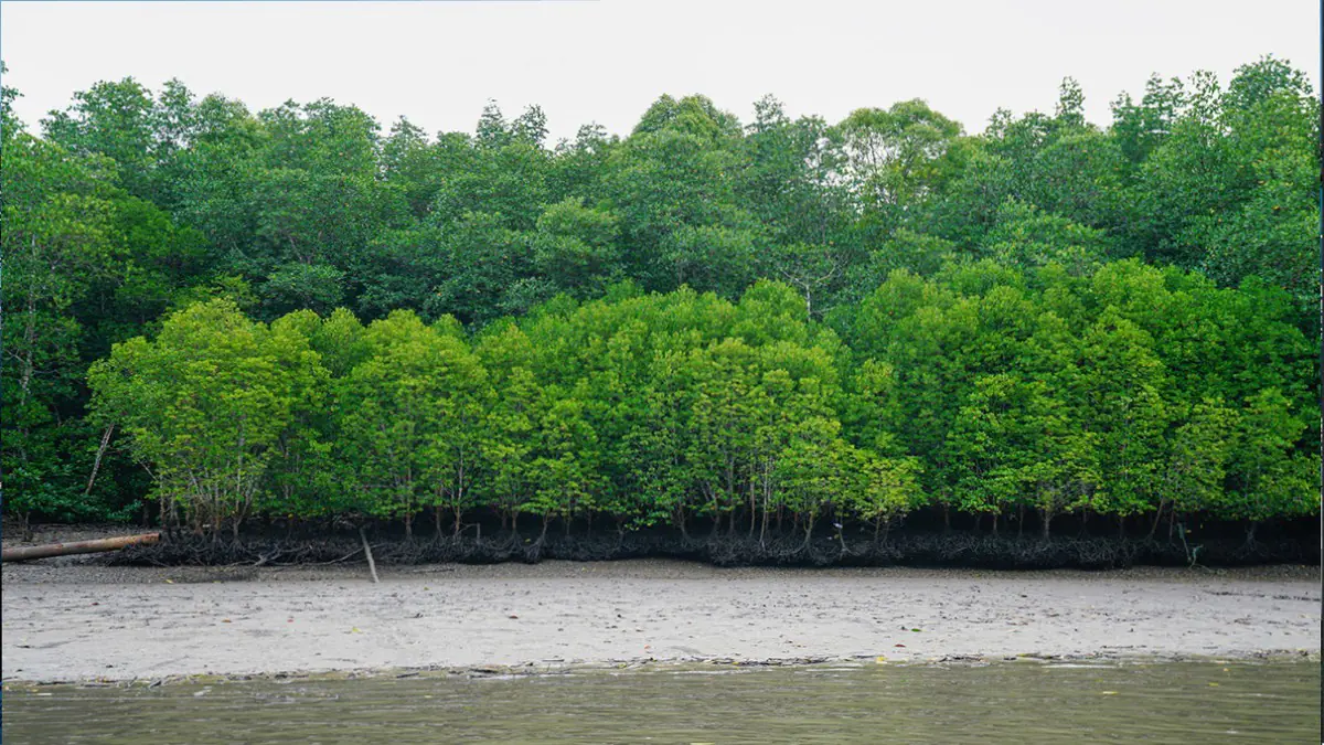 社子島環評不該歸零 程序補正、同步推進才是城市負責任治理