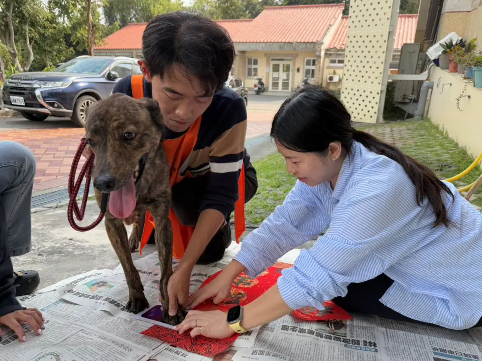 壽山收容所「毛星人」揮毫迎新春 浪浪腳印變身「梅花圖」萌翻全場 – 睿傳媒 Rightmedia