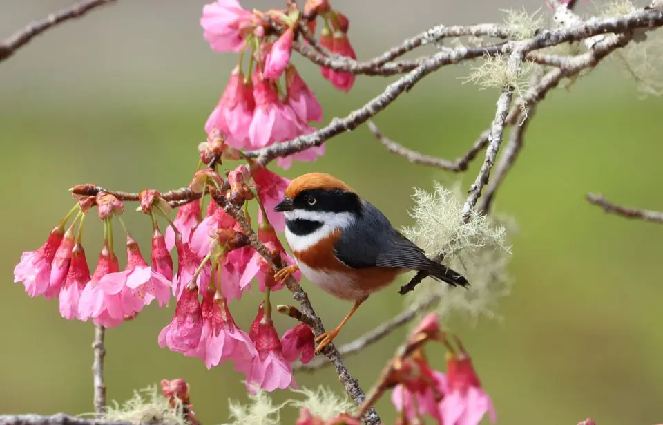 掠過林間的靈巧身影 東眼山共譜一段賞鳥時光 – 睿傳媒 Rightmedia
