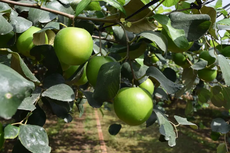 馬年迎春棗好運棗棗到 產地直送限量開賣 – 睿傳媒 Rightmedia